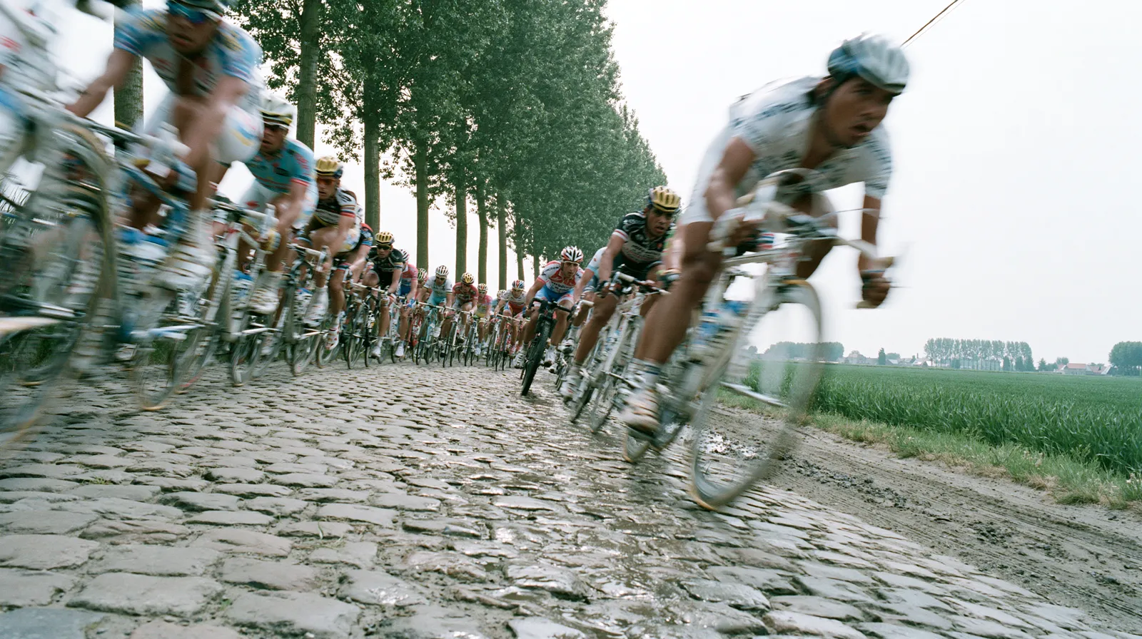 Peloton cycliste sur les pavés flamands, arbres en bord de route